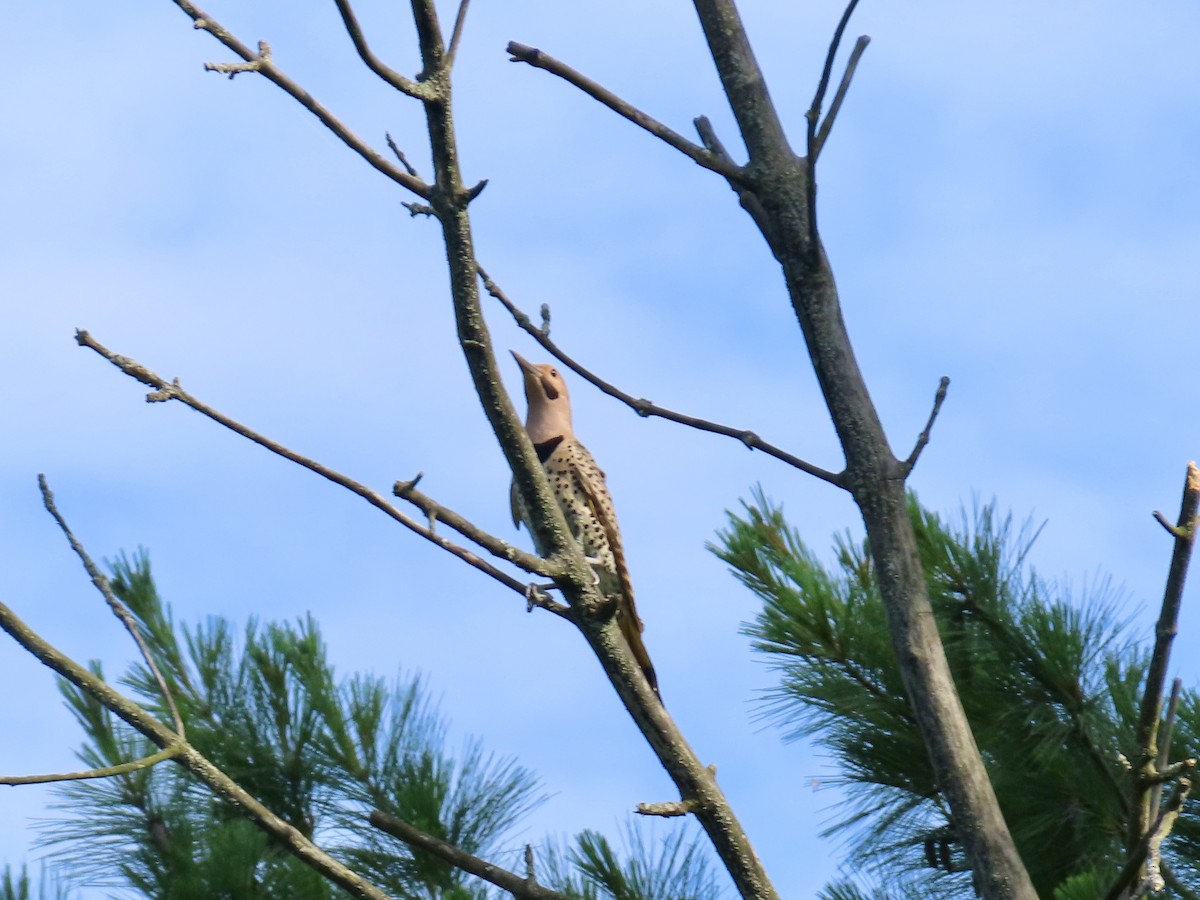 Northern Flicker - ML638297815