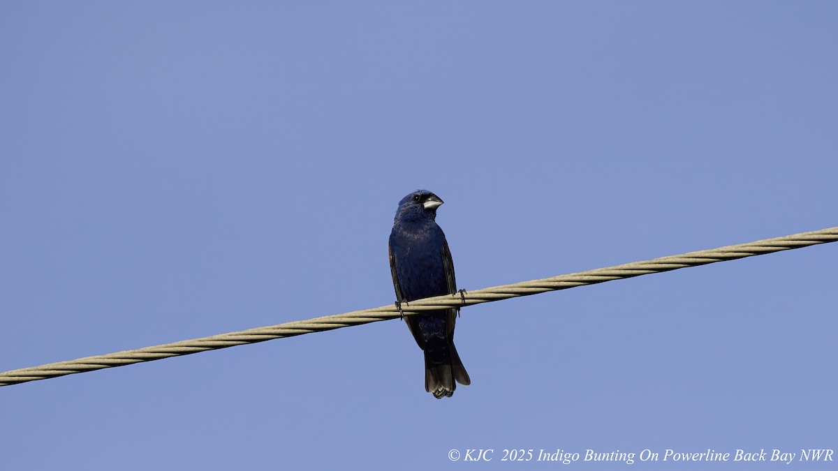 Indigo Bunting - ML638297823