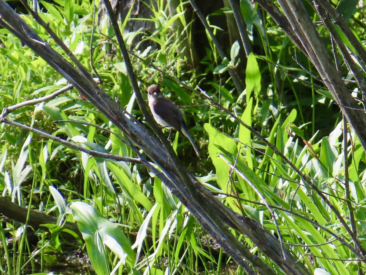 Eastern Phoebe - ML638297824