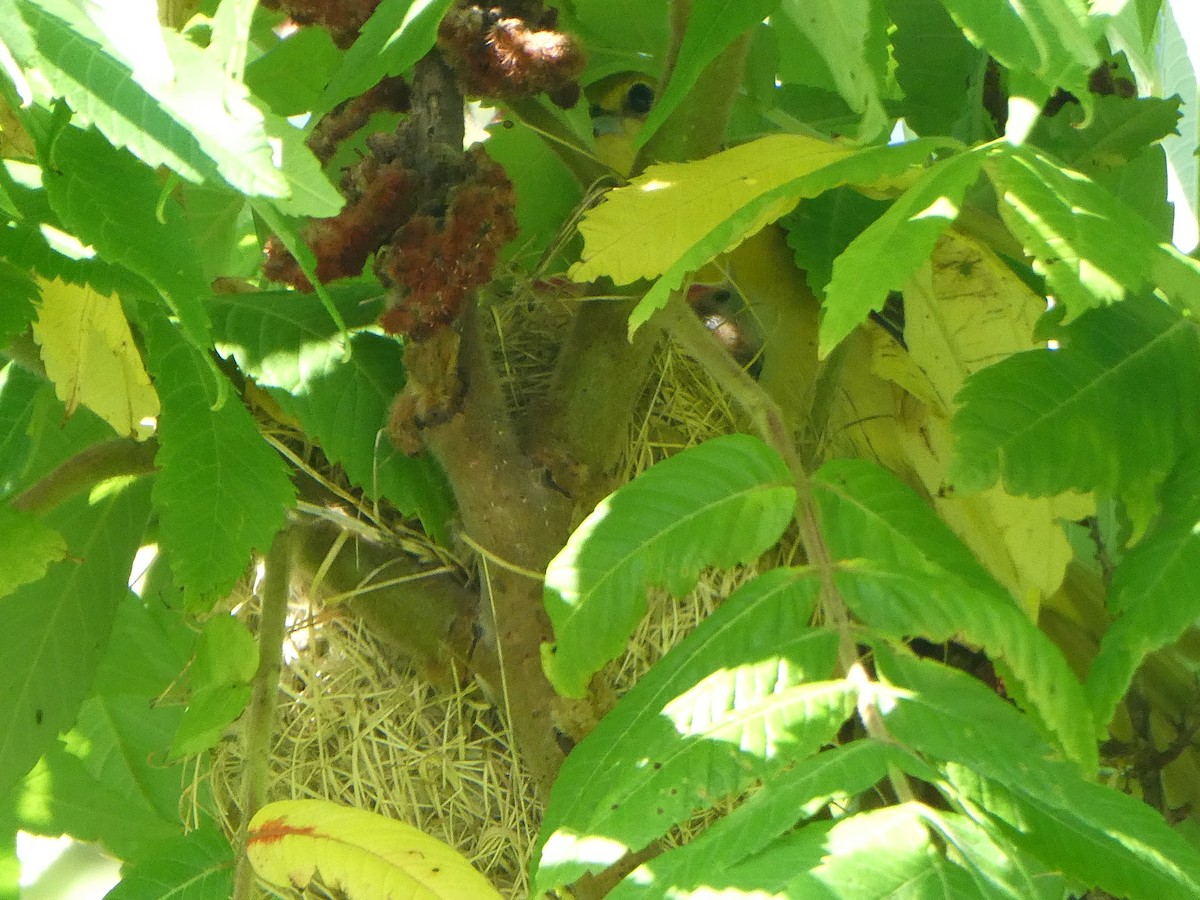 Orchard Oriole - ML638297830