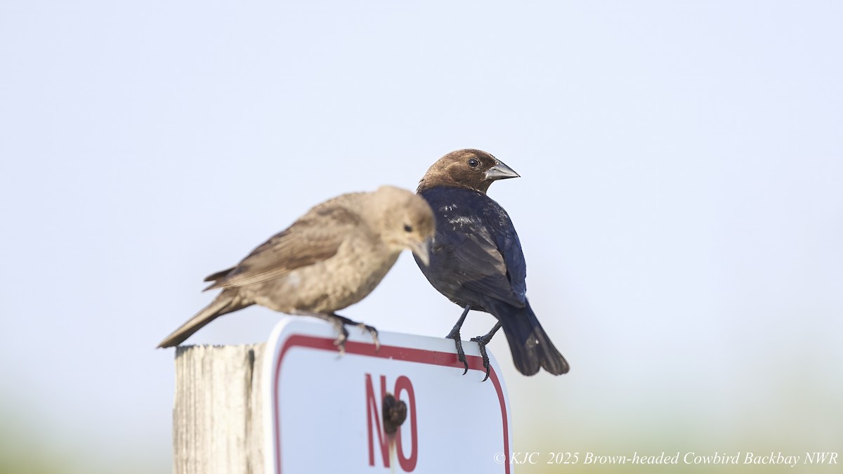 Brown-headed Cowbird - ML638297832