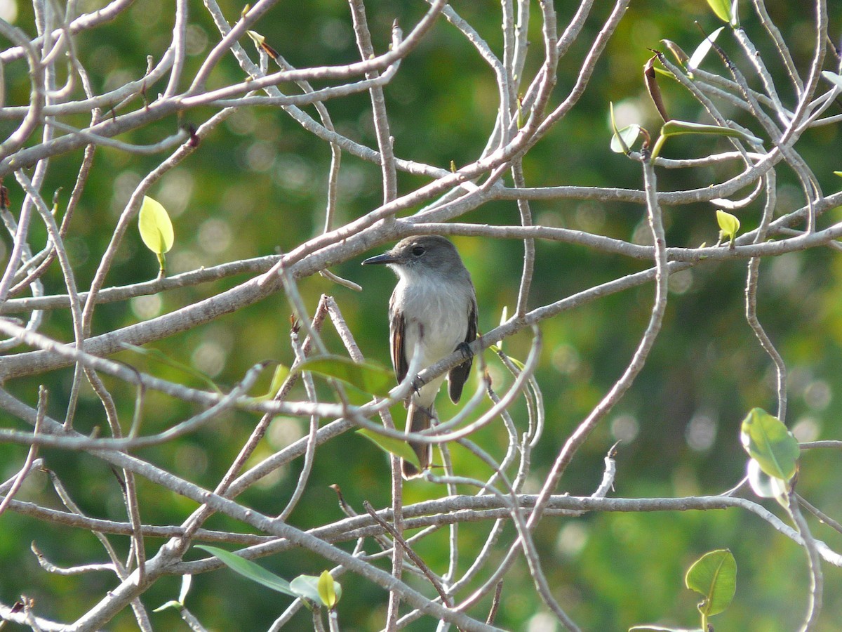 La Sagra's Flycatcher - ML638297835