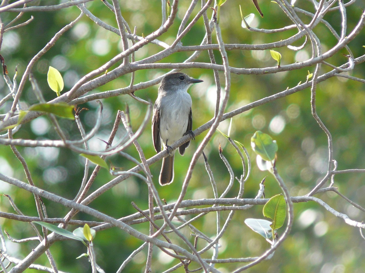 La Sagra's Flycatcher - ML638297836