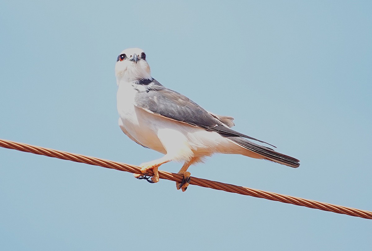 Pearl Kite - ML638297854