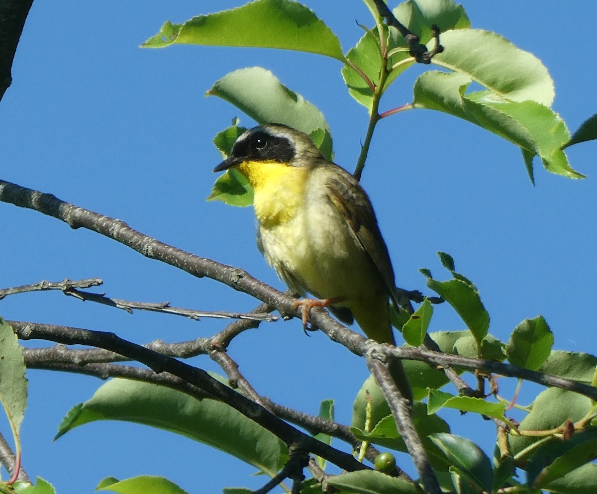 Common Yellowthroat - ML638297855