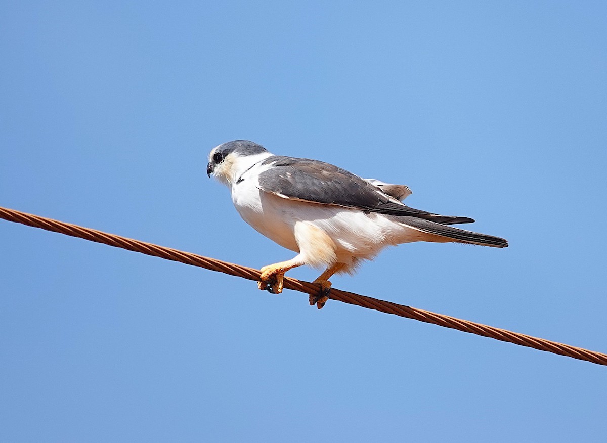 Pearl Kite - ML638297856