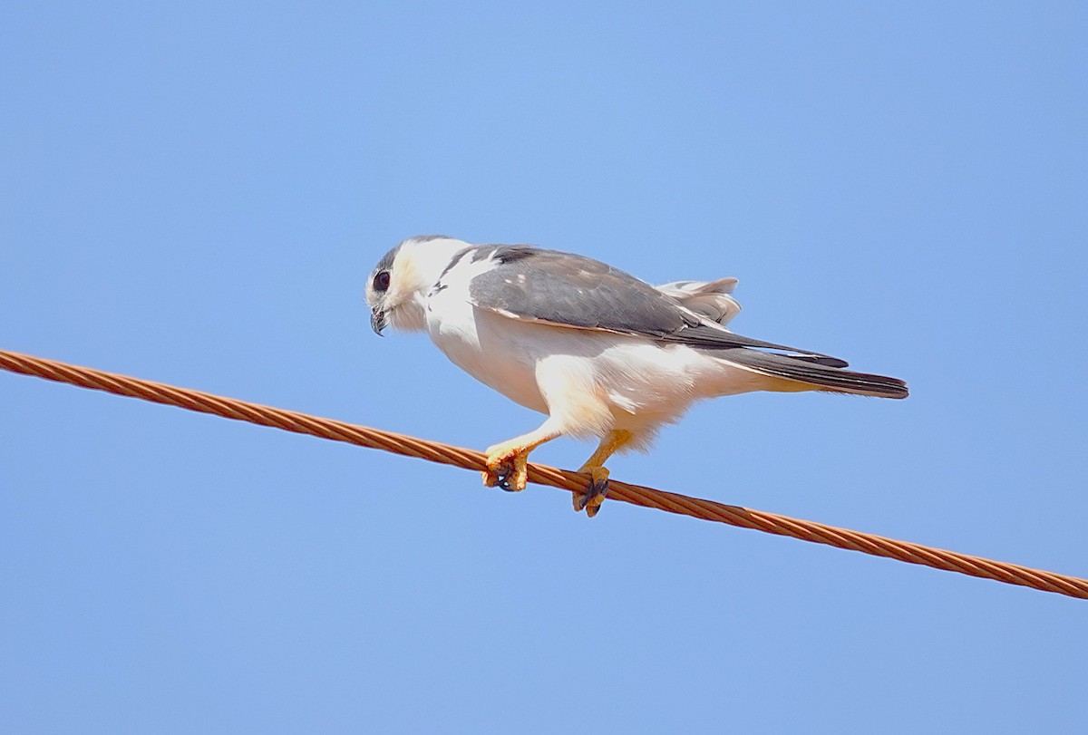 Pearl Kite - ML638297857