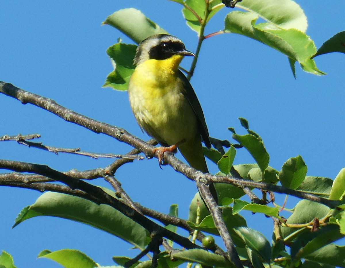 Common Yellowthroat - ML638297858