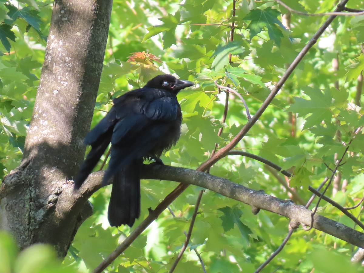 American Crow - ML638297875