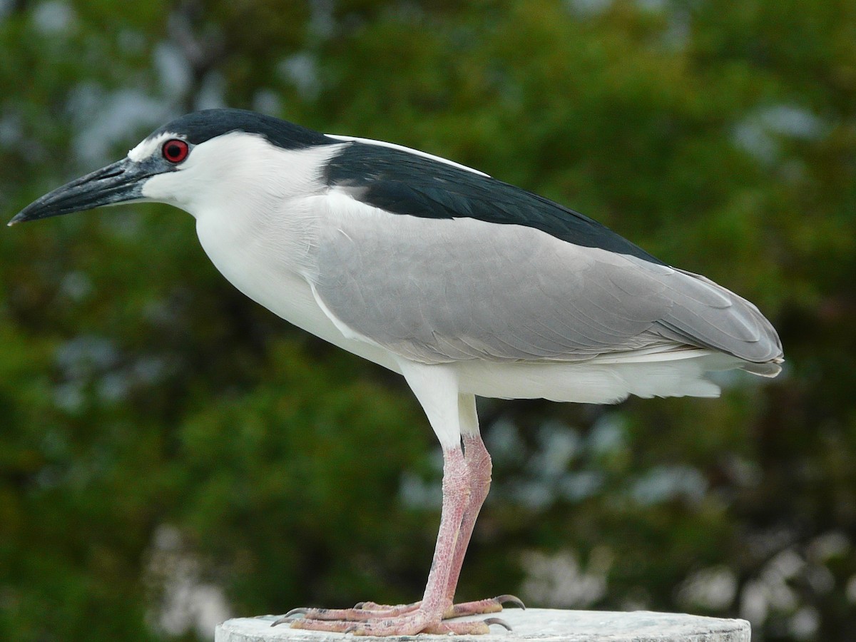 Black-crowned Night Heron - ML638297879