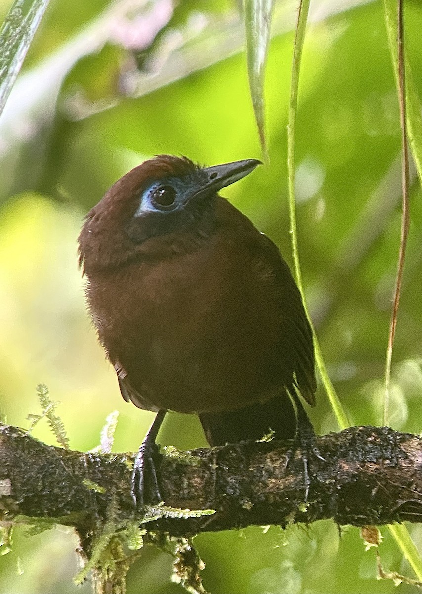 Zeledon's Antbird (Choco) - ML638297881