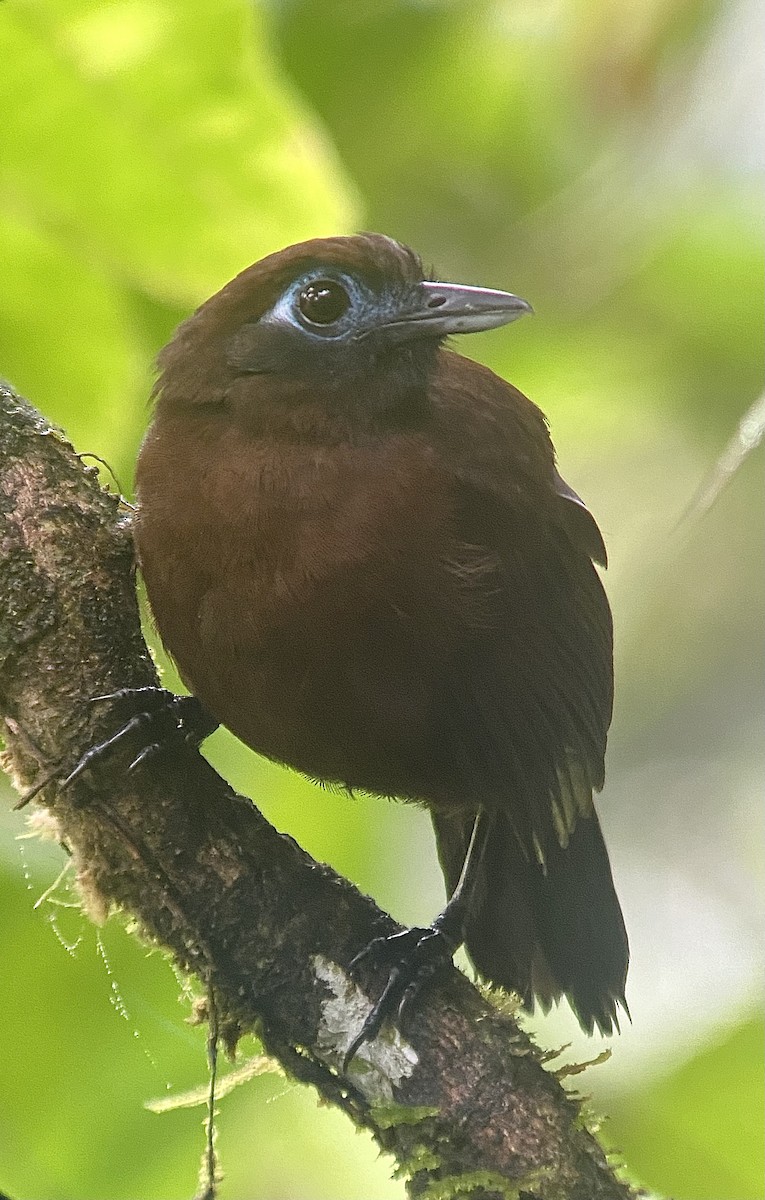 Zeledon's Antbird (Choco) - ML638297882