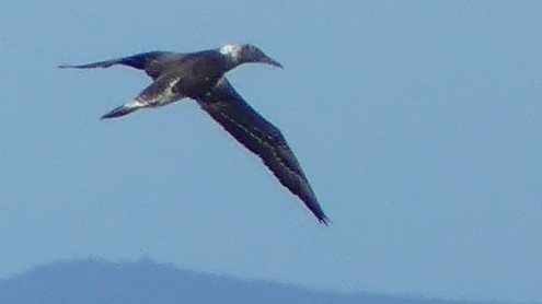Brown Booby - ML638297883