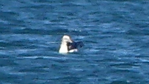 Brown Booby - ML638297884