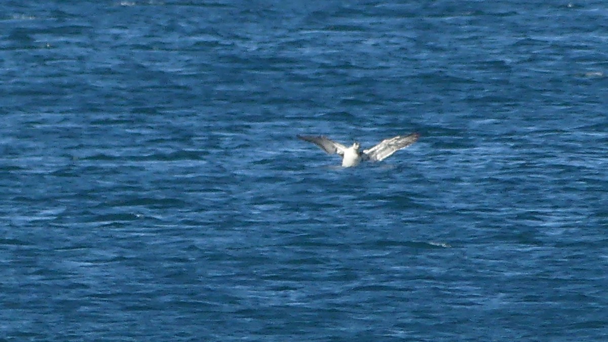 Brown Booby - ML638297885