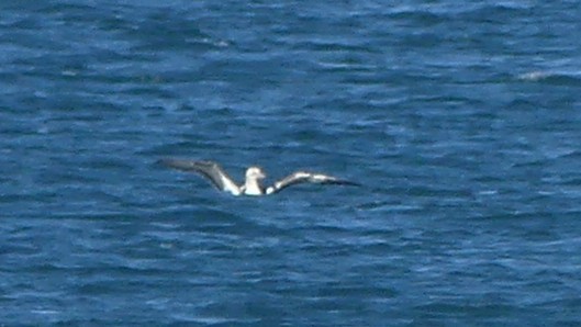 Brown Booby - ML638297886