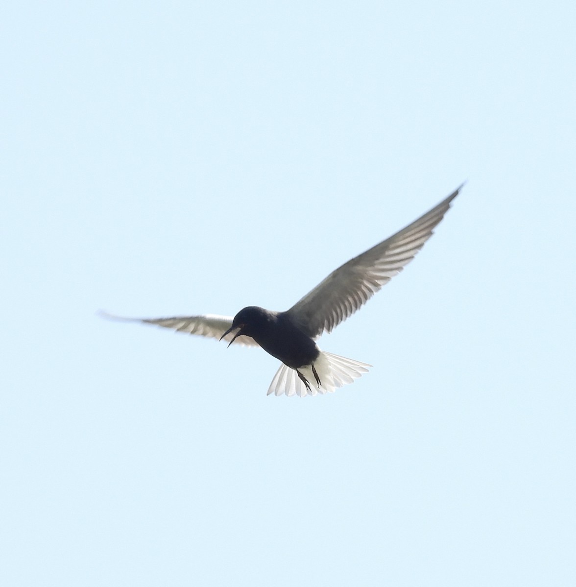 ハシグロクロハラアジサシ - ML638297890