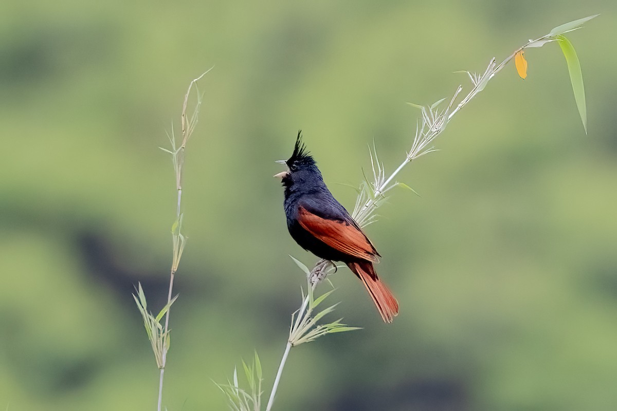 Crested Bunting - ML638297894
