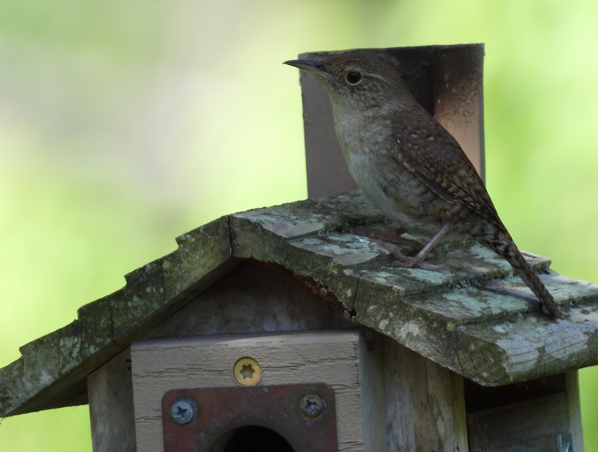 Northern House Wren - ML638297897