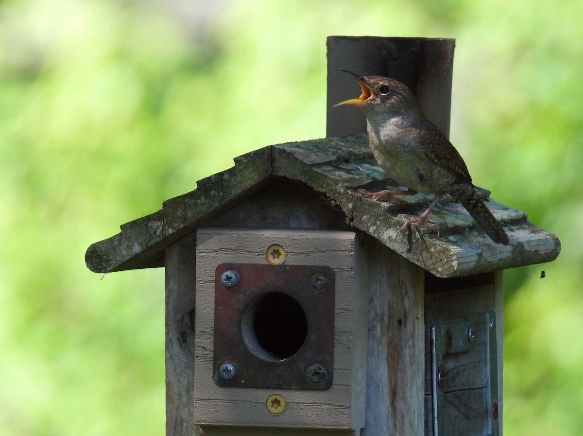 Northern House Wren - ML638297898