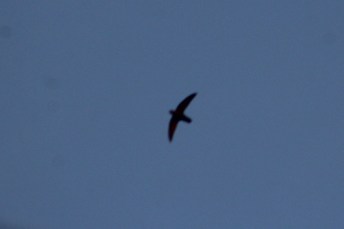 Chimney Swift - ML638297901