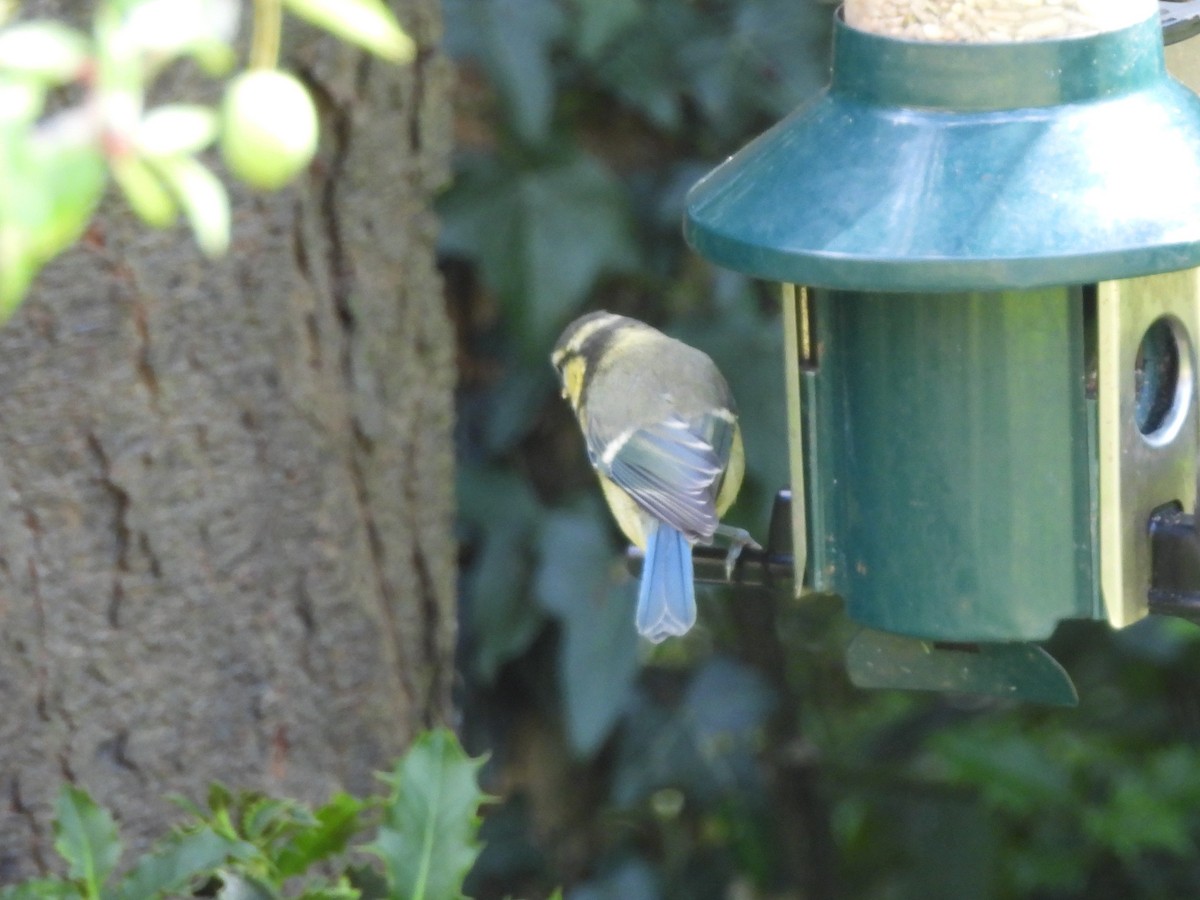 Eurasian Blue Tit - ML638297902