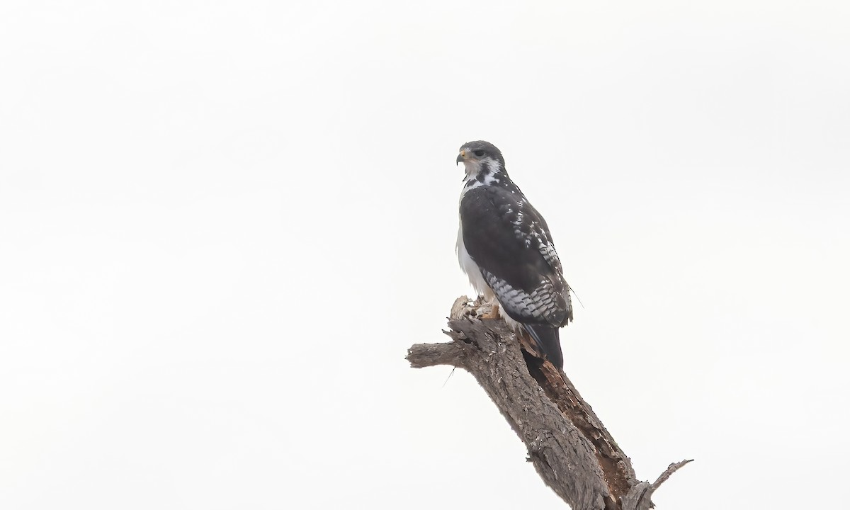 Augur Buzzard (Augur) - ML638297903