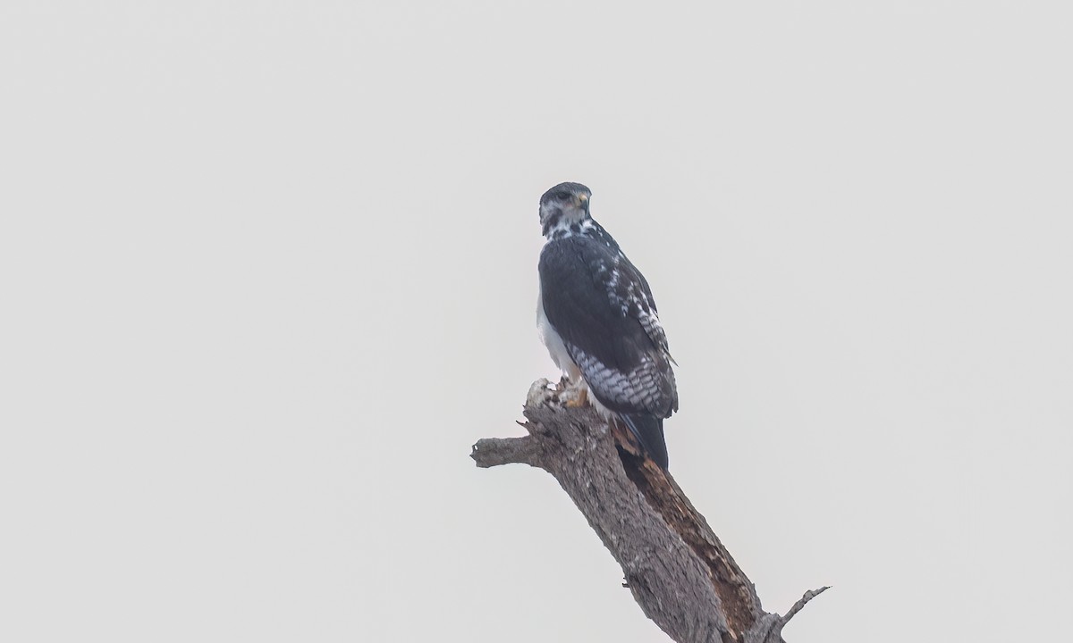 Augur Buzzard (Augur) - ML638297905