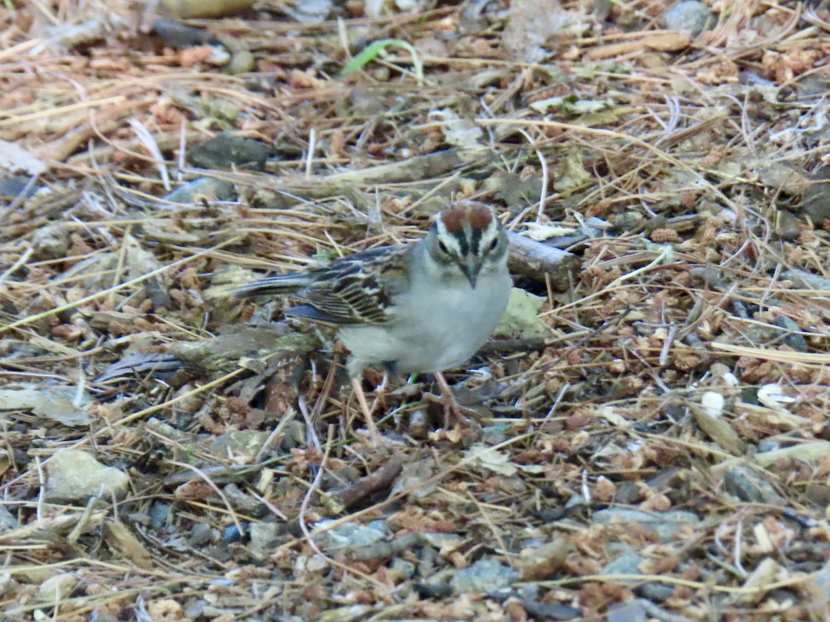 Chipping Sparrow - ML638297908