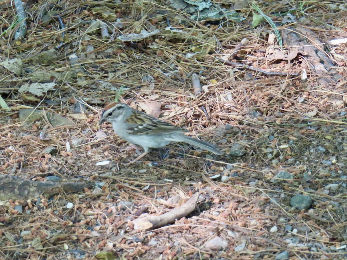 Chipping Sparrow - ML638297909