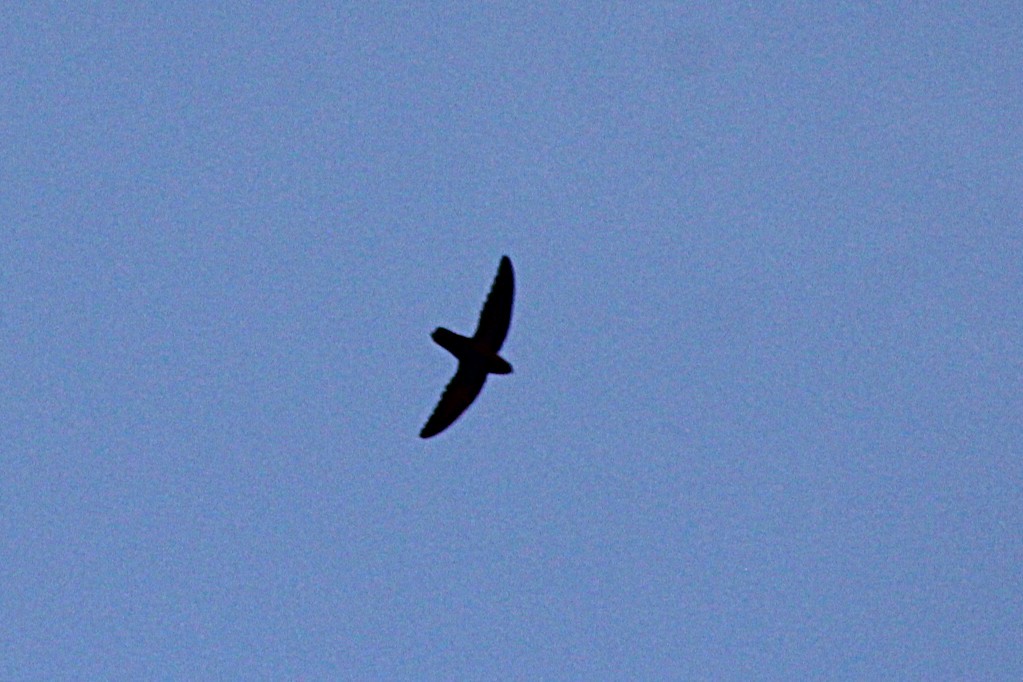 Chimney Swift - ML638297912