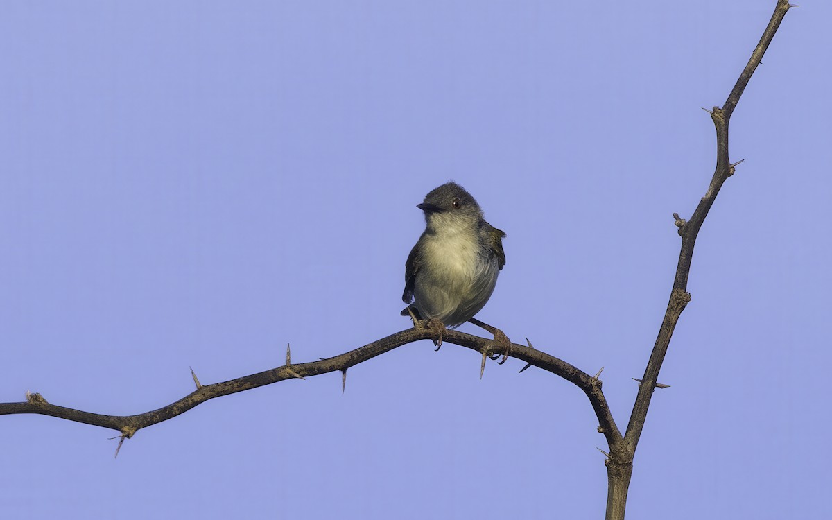 Green-backed Camaroptera (Gray-backed) - ML638297914