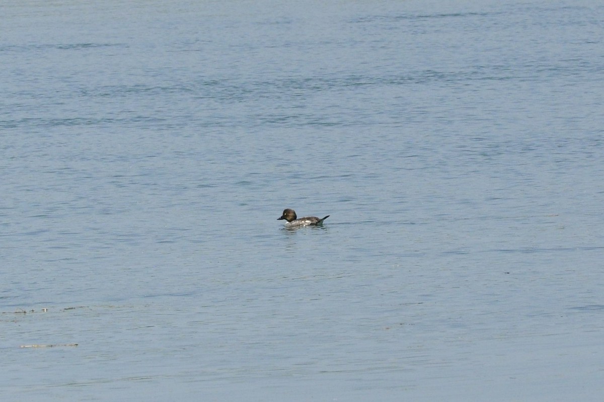 Common Goldeneye - ML638297915