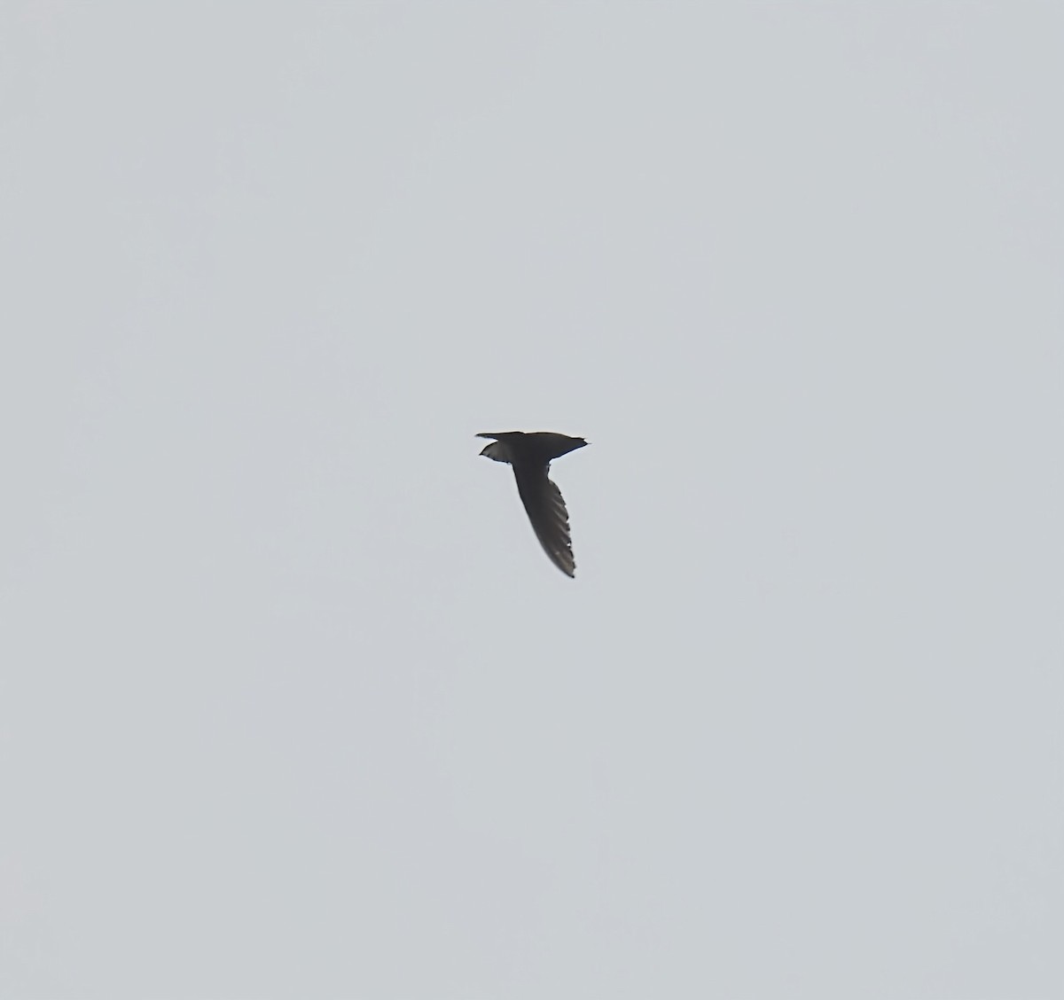 Chimney Swift - ML638297920