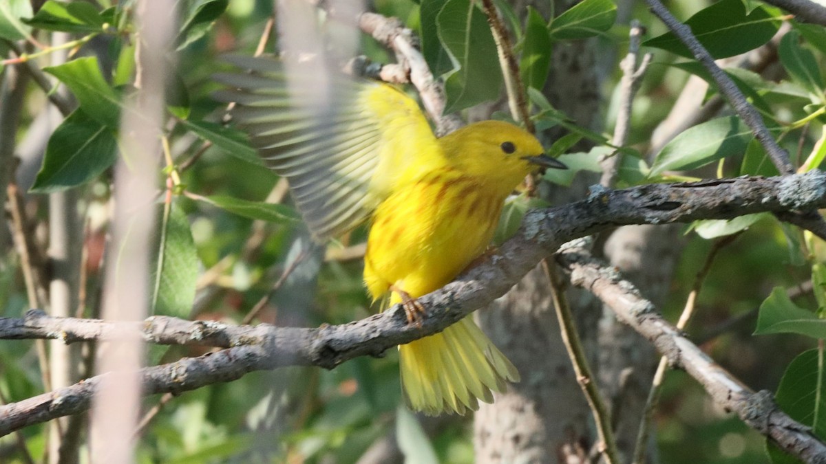 Yellow Warbler - ML638297921