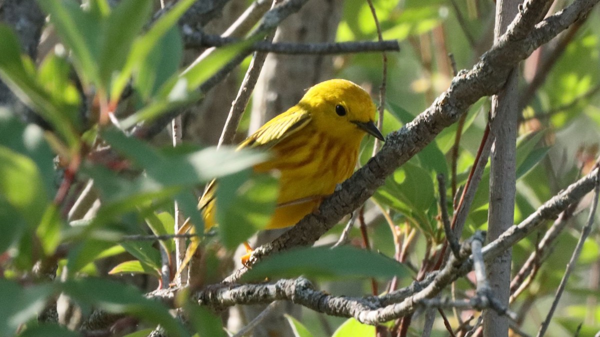 Yellow Warbler - ML638297922
