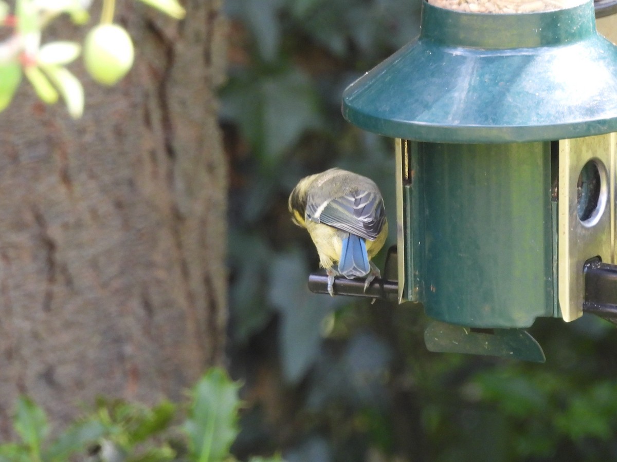 Eurasian Blue Tit - ML638297925
