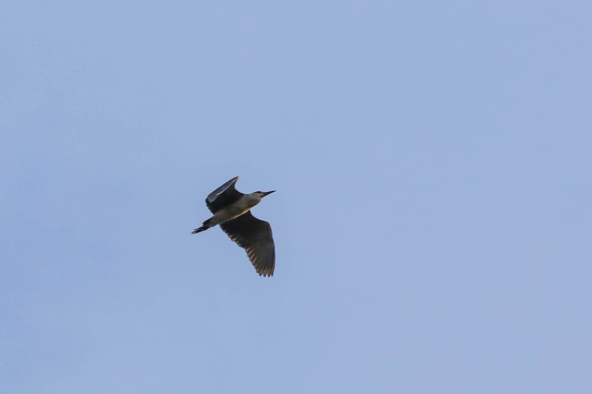 Black-crowned Night Heron - ML638297926