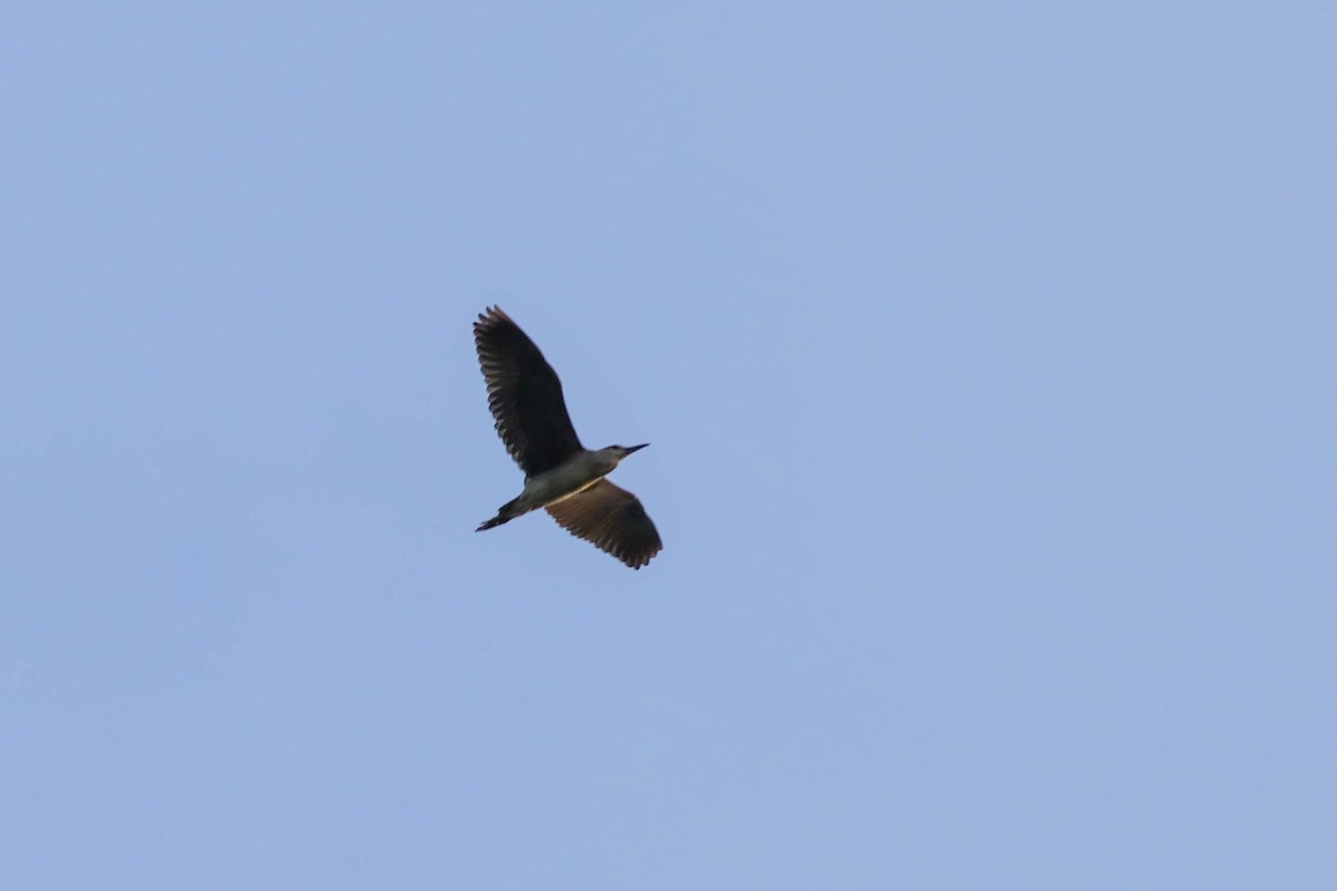 Black-crowned Night Heron - ML638297927