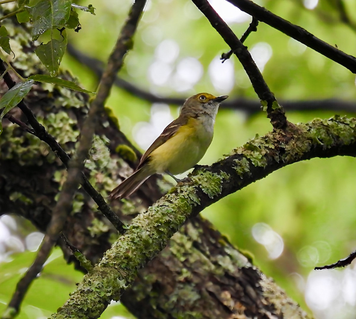 White-eyed Vireo - ML638297930