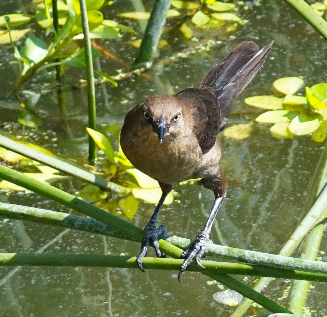 Great-tailed Grackle - ML638297933