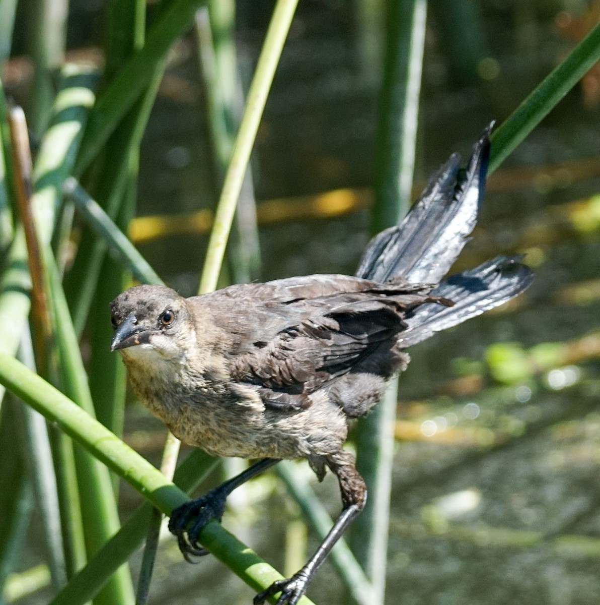Great-tailed Grackle - ML638297934