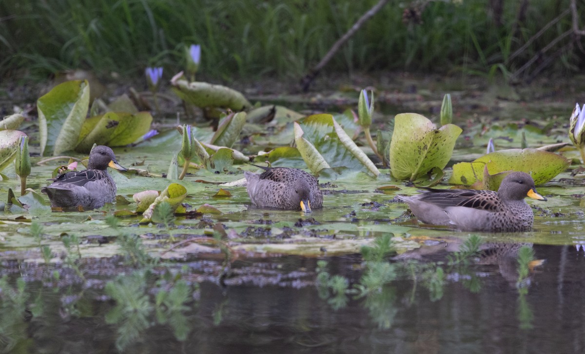 Yellow-billed Teal - ML638297942