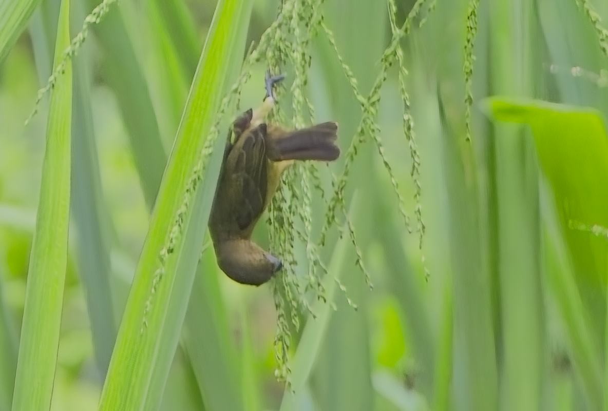 Black-and-white Seedeater - ML638297947