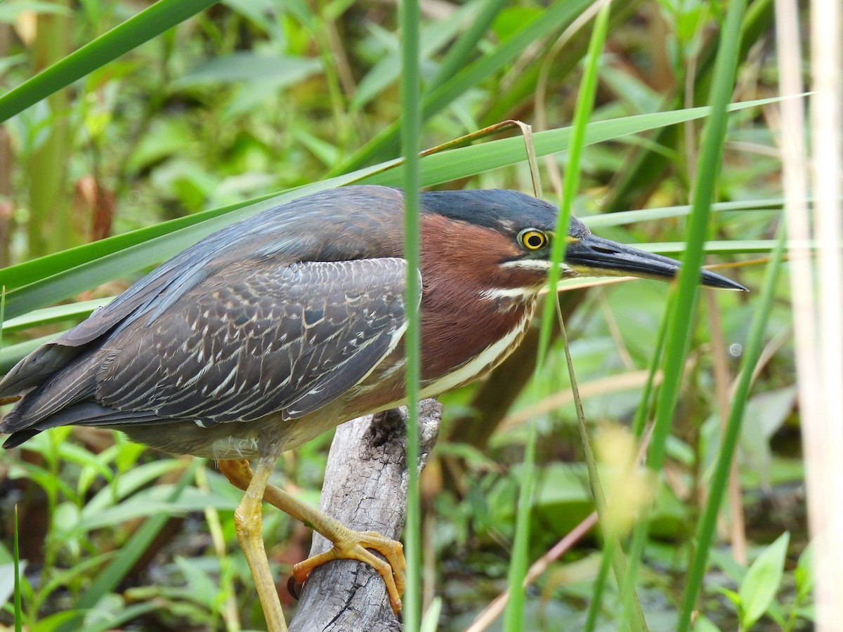 Green Heron - ML638297948