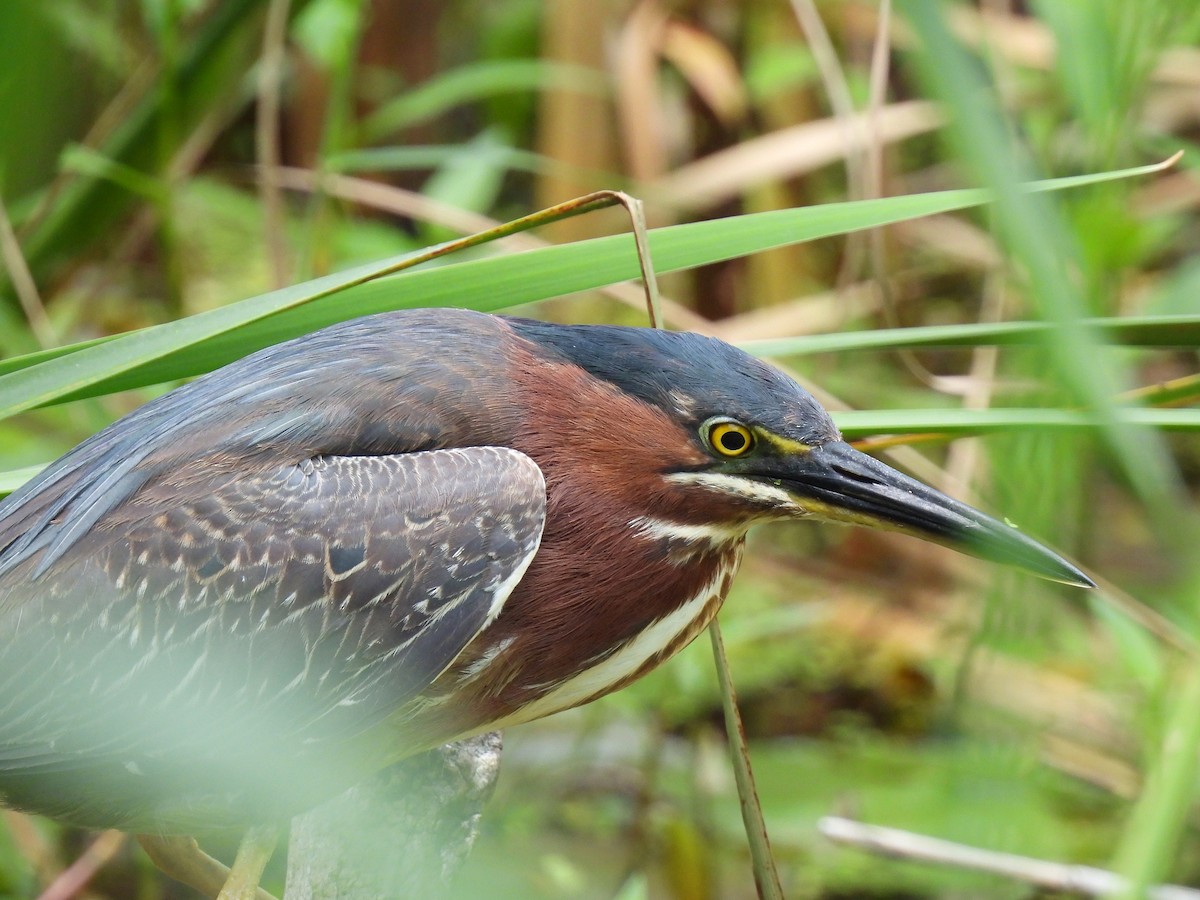 Green Heron - ML638297951