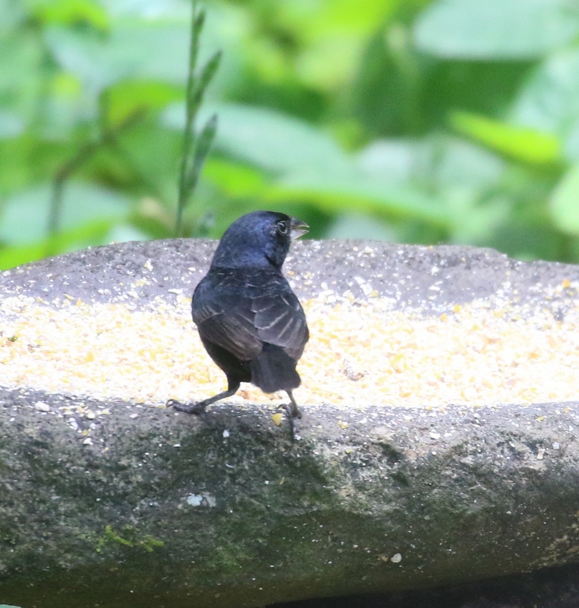 Blue-black Grassquit - ML638297953
