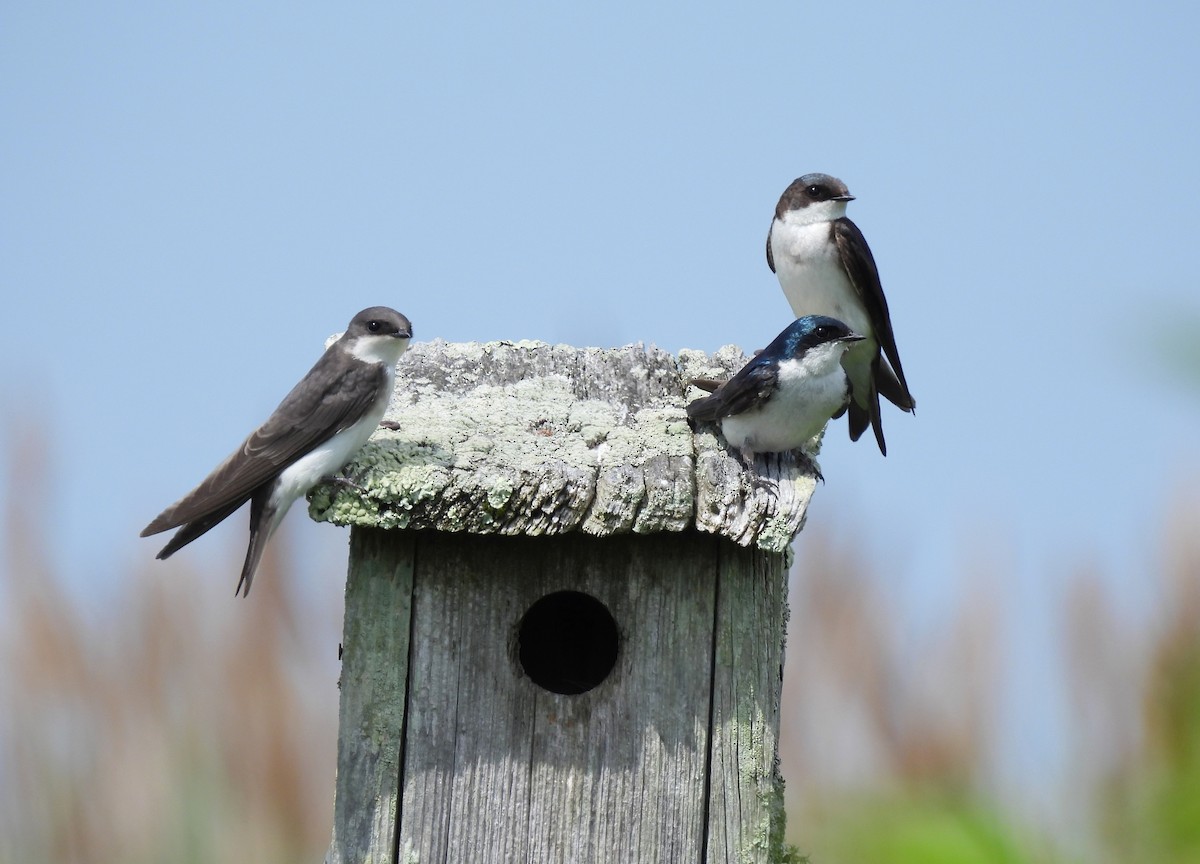 Tree Swallow - ML638297957