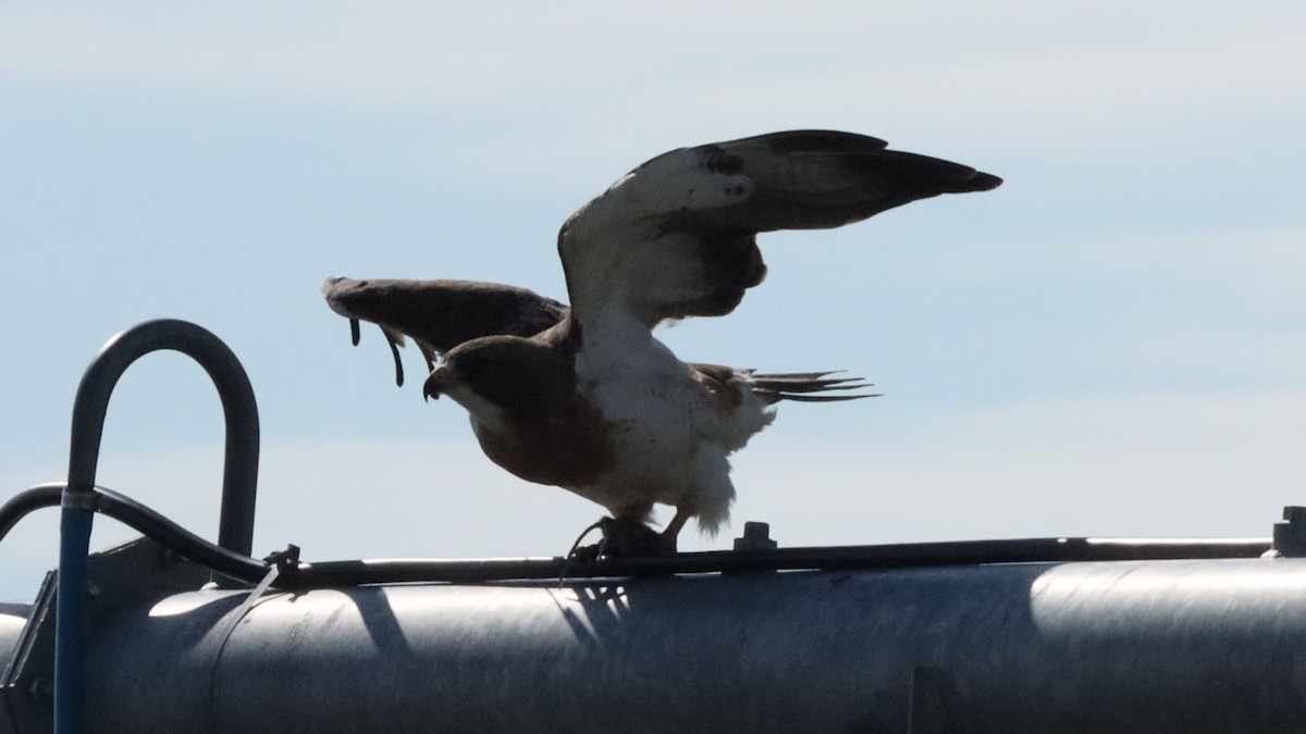 Swainson's Hawk - ML638297958