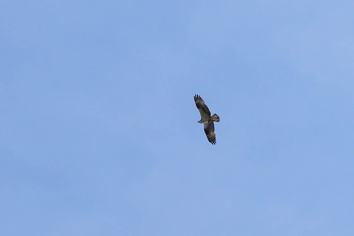 魚鷹 - ML638297959